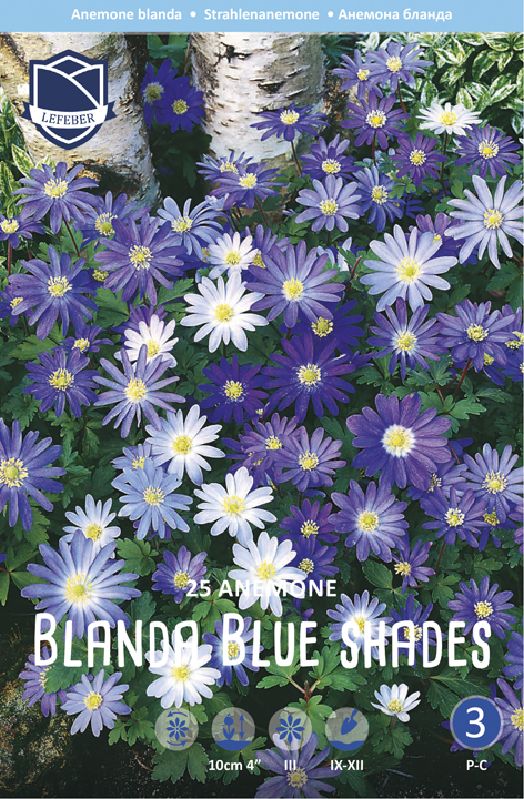 Anemone blanda Blue Shades 5/+