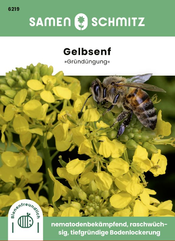 Gründüngung Sinapsis alba Gelbsenf