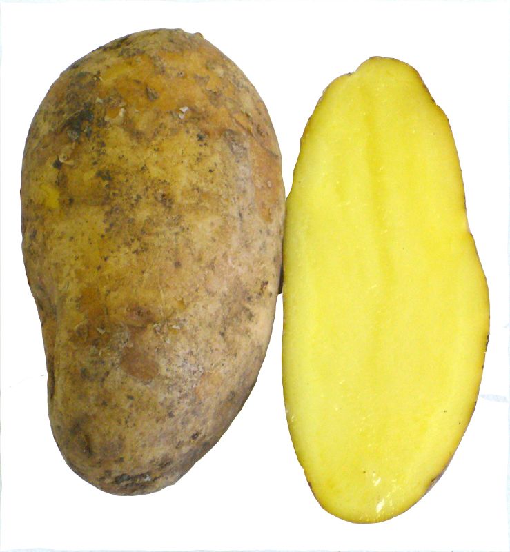 Pflanzkartoffel Sieglinde