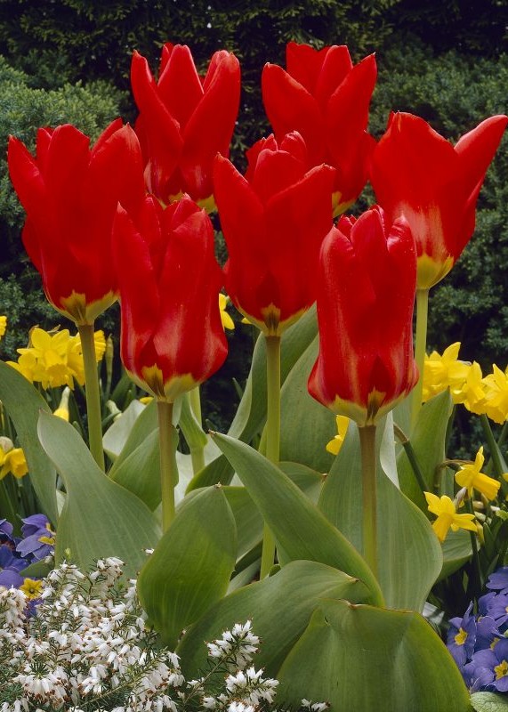 Tulpe Fosteriana "Roter Kaiser / Madame Lefeber" 