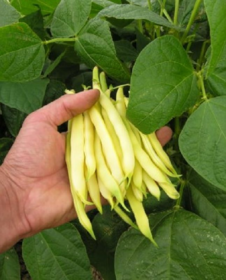 Bio Buschbohne Dr. Becker - Produktbild 3