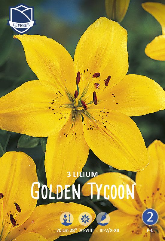 Lilie asiatisch Golden Tycoon 14/16
