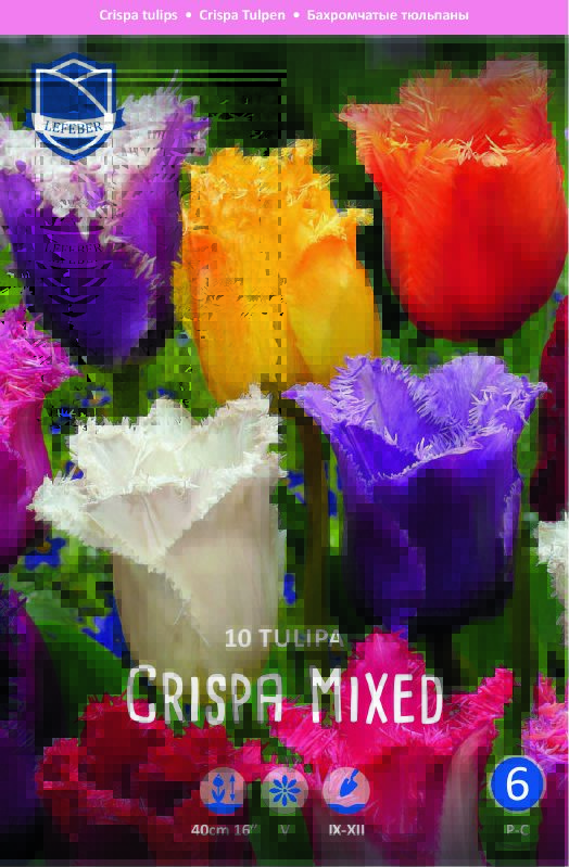 Tulpe gefranst Prachtmischung 11/12