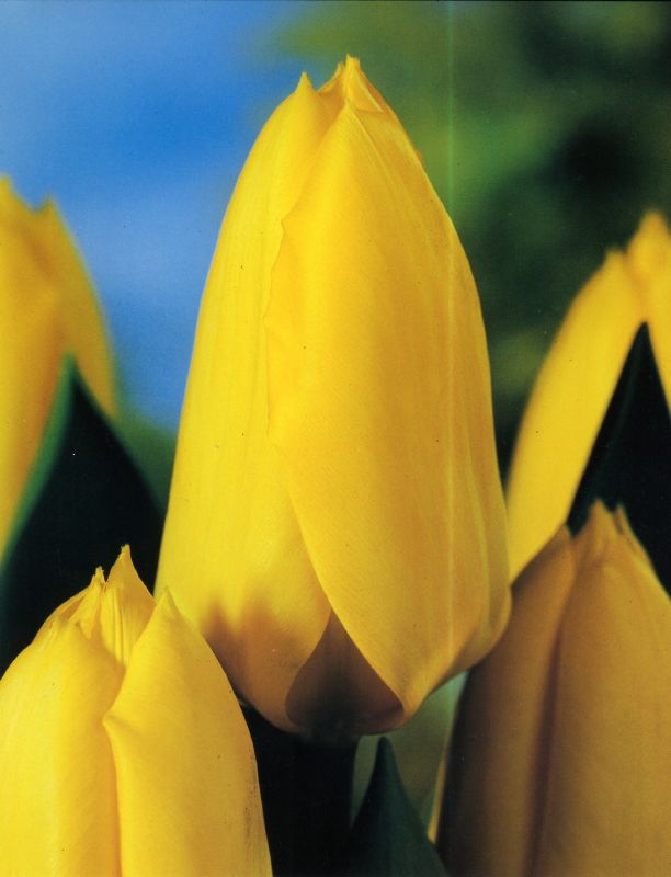 Tulpe Fosteriana  "Gelber Kaiser / Candela" (Größe 12/+)