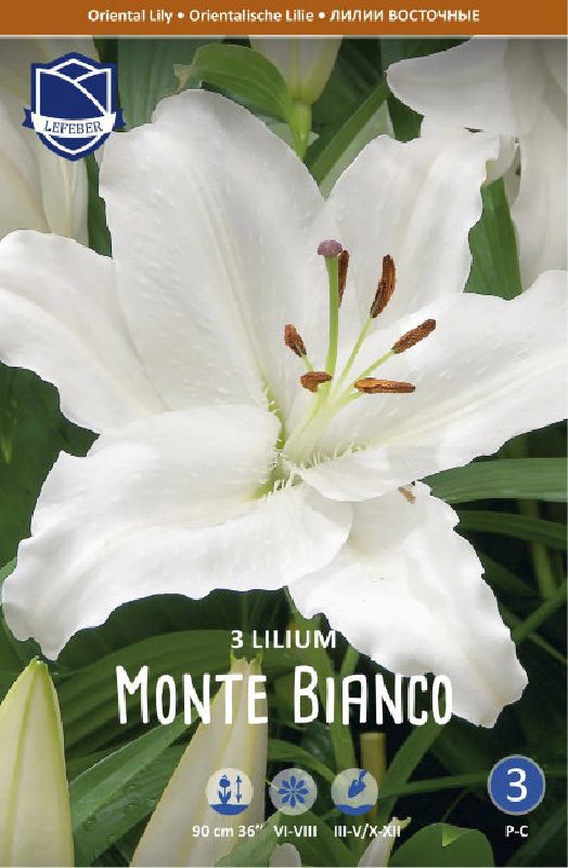 Lilie orient. Monte Bianco 16 /18