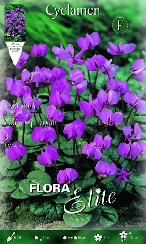 Cyclamen coum 10/+