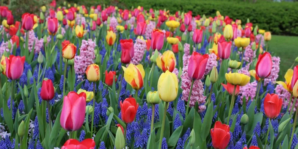 Ein dicht bepflanztes Frühlingsbeet mit roten, gelben und rosafarbenen Tulpen sowie blauen Traubenhyazinthen und rosa Hyazinthen.