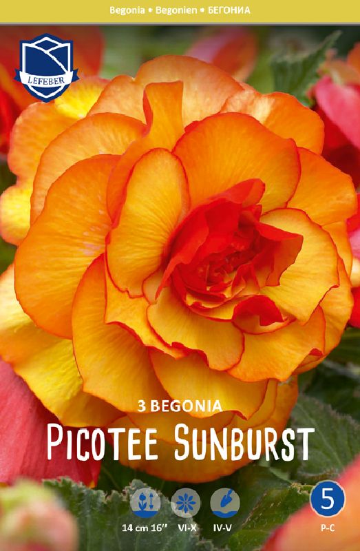 Begonien Picotee Sunburst