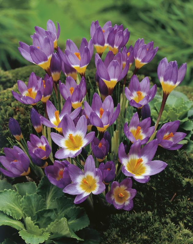 Krokus Sieberi Tricolor 6/+