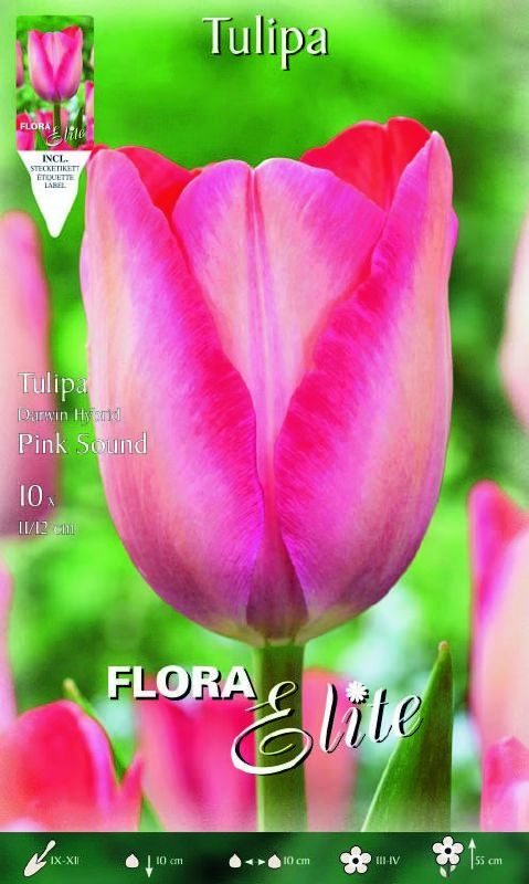 Darwin-Tulpe Pink "Sound" (Größe 12/+)