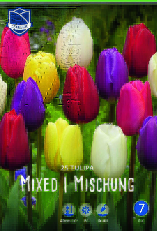 Tulpe Triumph Mischung