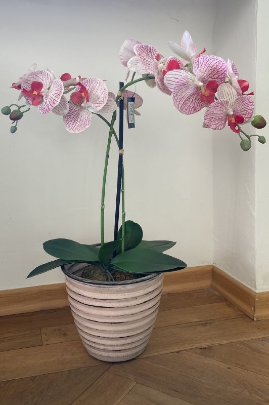 Orchid on Moss Base ca. 70cm - Produktbild 1