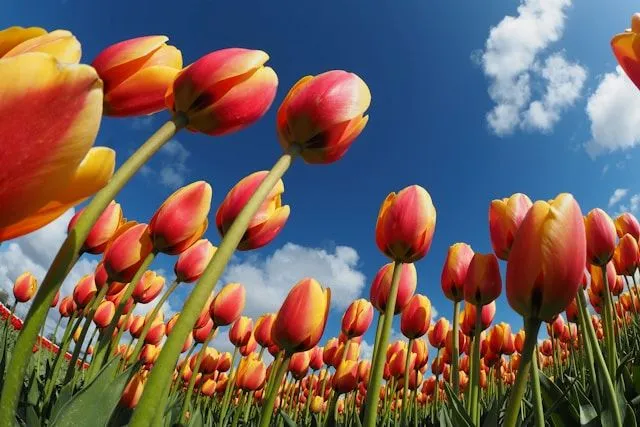 Darwin-Hybrid-Tulpen in verschiedenen kräftigen Farben und Zeichnungen