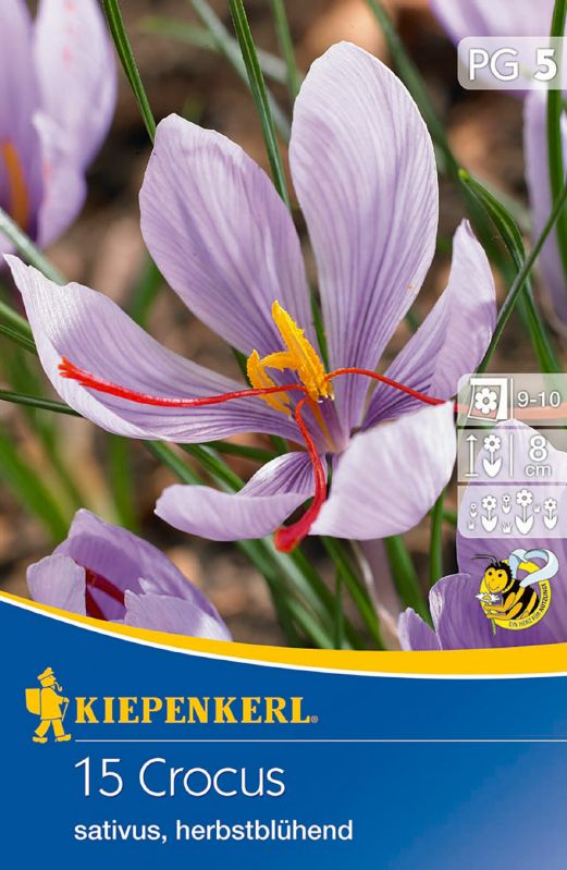 Crocus Sativus (Safrankrokus)