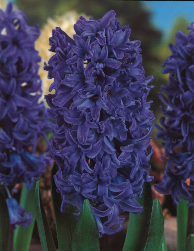 Hyazinthe präp. Blue Pearl 18/19