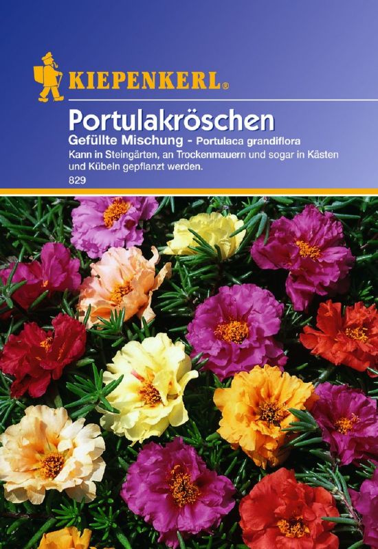 Portulaca grandiflora gefüllte Mischung