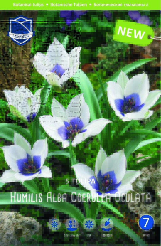 Zwergtulpe "Alba Coerulea Oculata" (Größe 6/+) - Produktbild 1