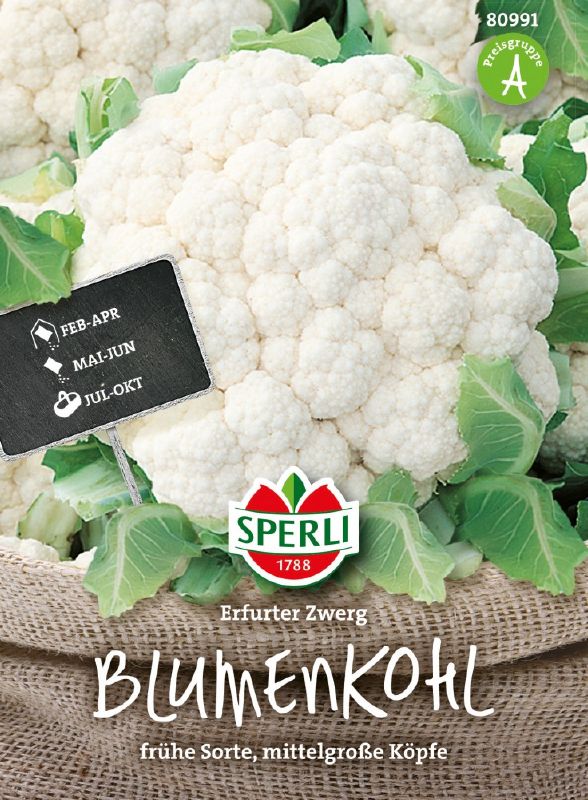 Blumenkohl Erfurter Zwerg, Bola de Neve