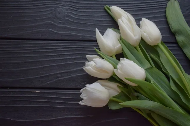 Einfache Späte Tulpen mit langen Stielen als Schnittblumen