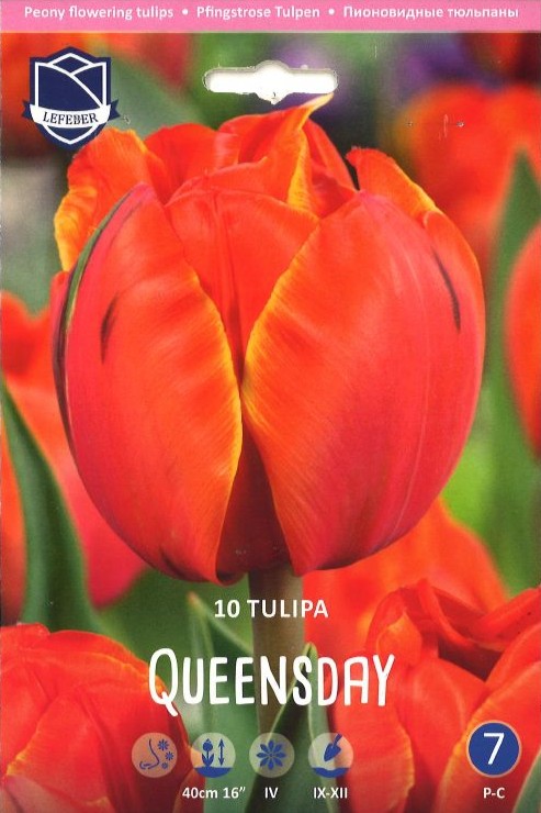 Tulpe gefüllte frühe Queensday