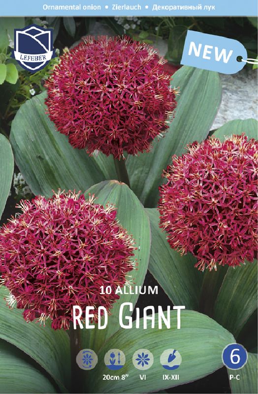 Allium Karativiense Red Giant 12/+