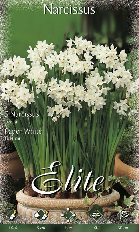 Narzisse Paperwhite 13/14