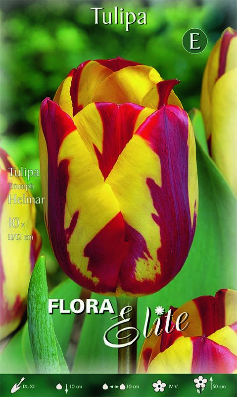 Triumph Tulpe Helmar