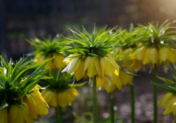 Imposante Kaiserkronen mit hohen Stielen und auffälligen Glockenblüten