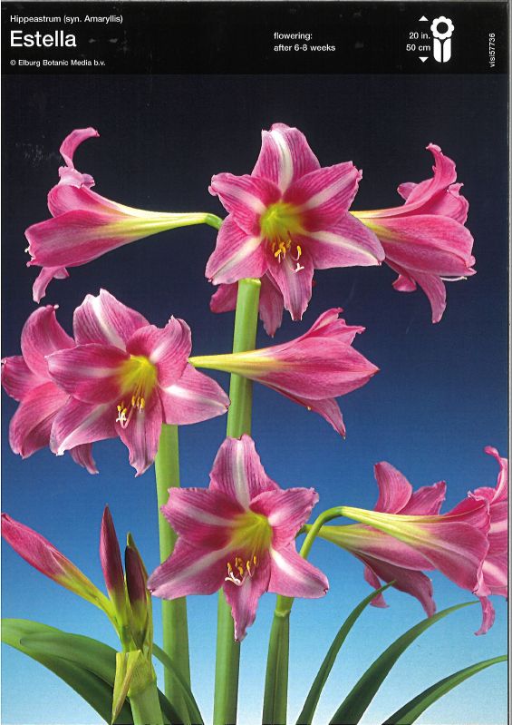 Amaryllis Trompete Estella Gr. 28+