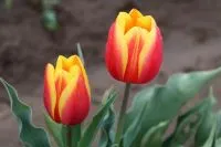 Gelb-rote Darwin-Hybrid-Tulpen im Gartenbeet