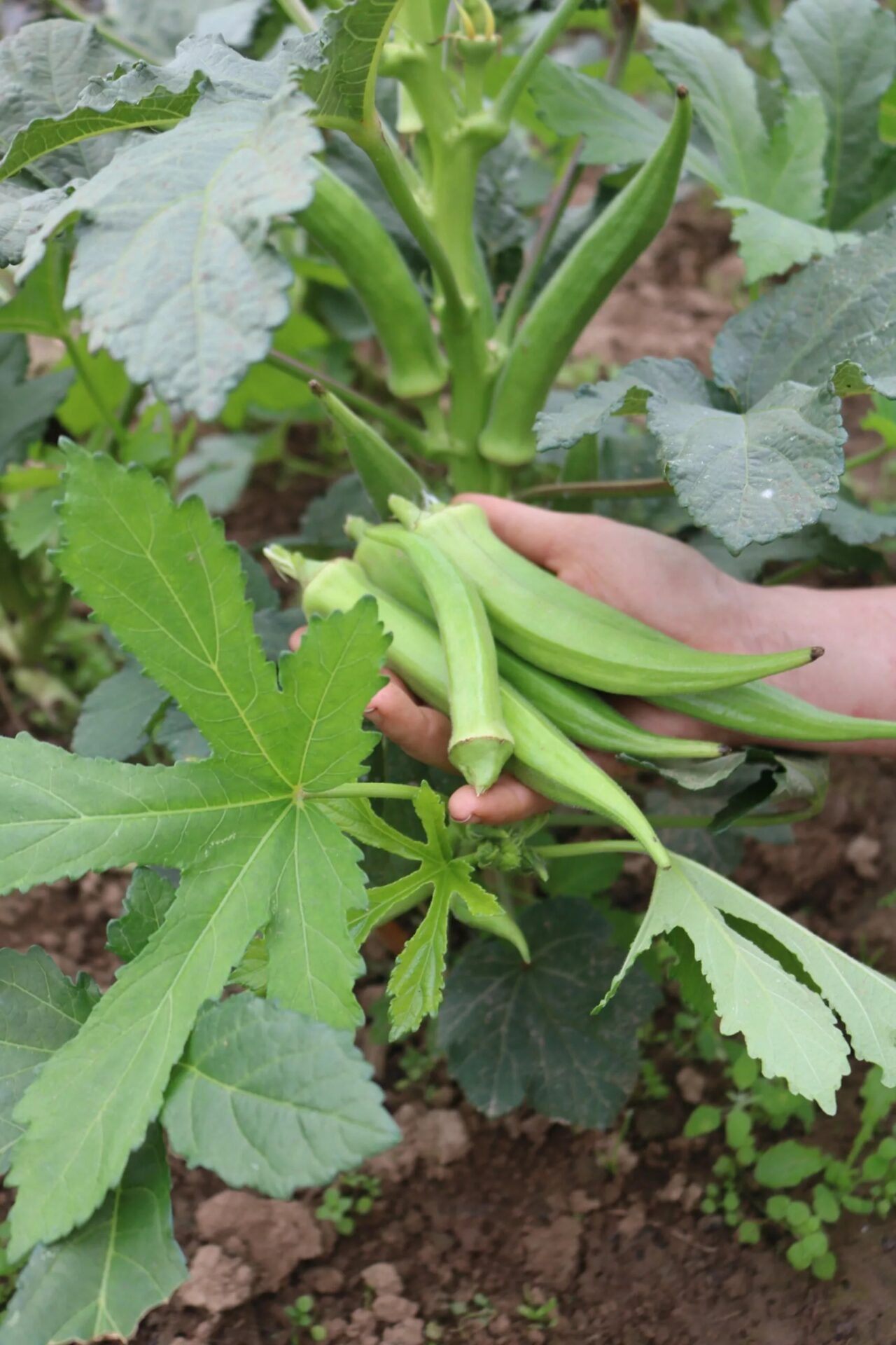 Bio Okra Santa Kruz