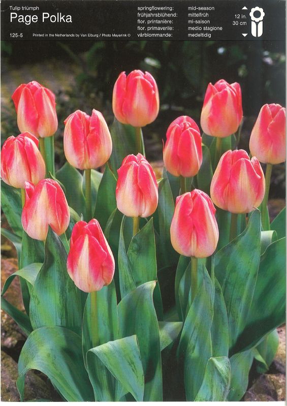 Tulpe Triumph Page Polka 12/+