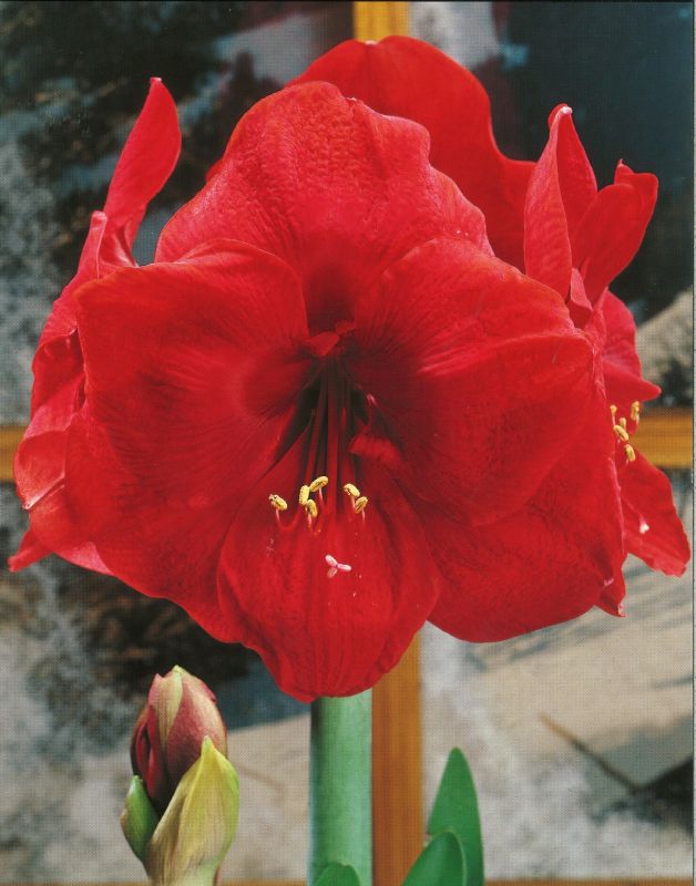 Amaryllis Carmen 32+