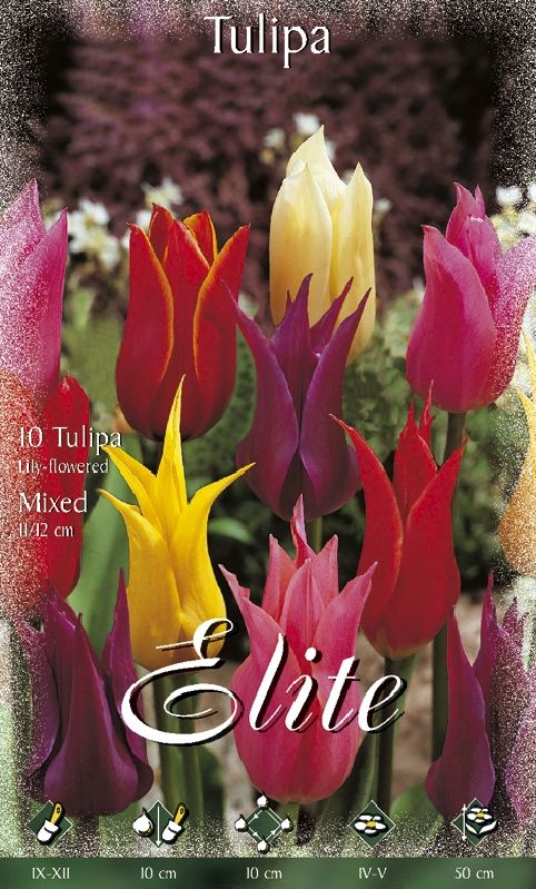 Tulpe lilienblütige Prachtmischung