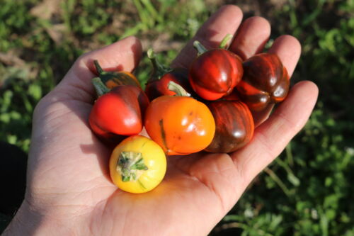 Bio Paprika Madame Paraplü (CA44)