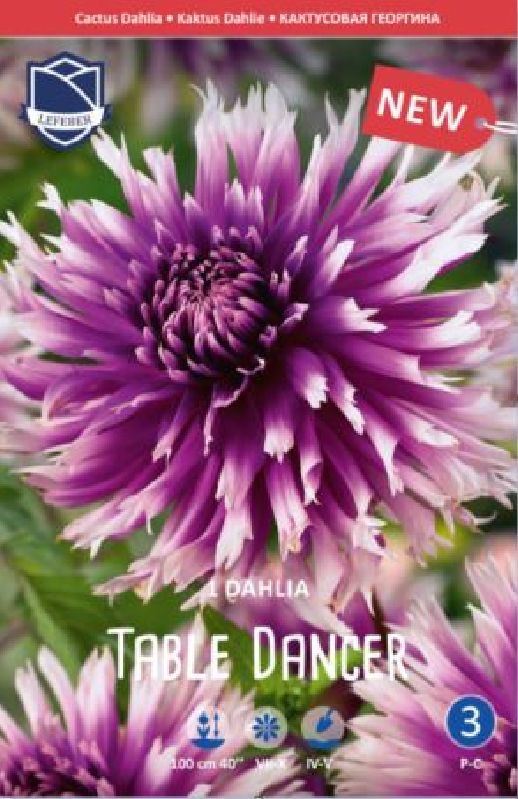 Dahlie Kaktus Table Dancer | 1 Stck | 122665-122665