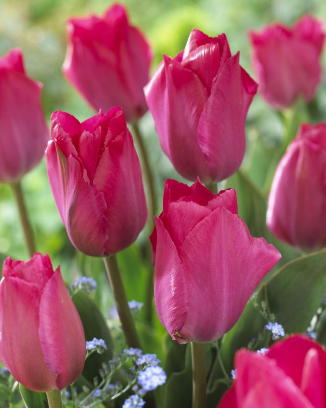 Tulpe Darwin Lady van Eijk