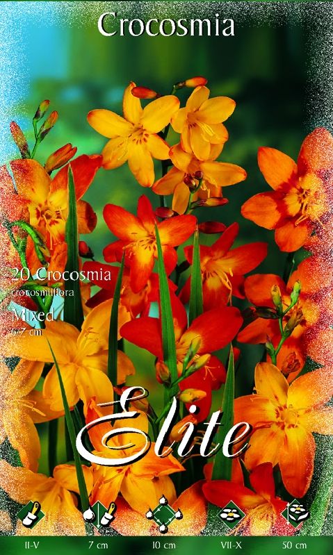 Crocosmia Mischung