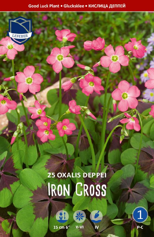 Oxalis deppei Iron Cross