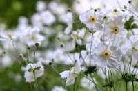 Anemonen