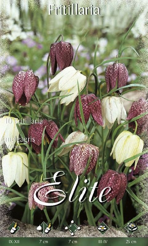 Fritillaria meleagris 7/8 - Produktbild 1