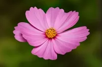 Cosmea