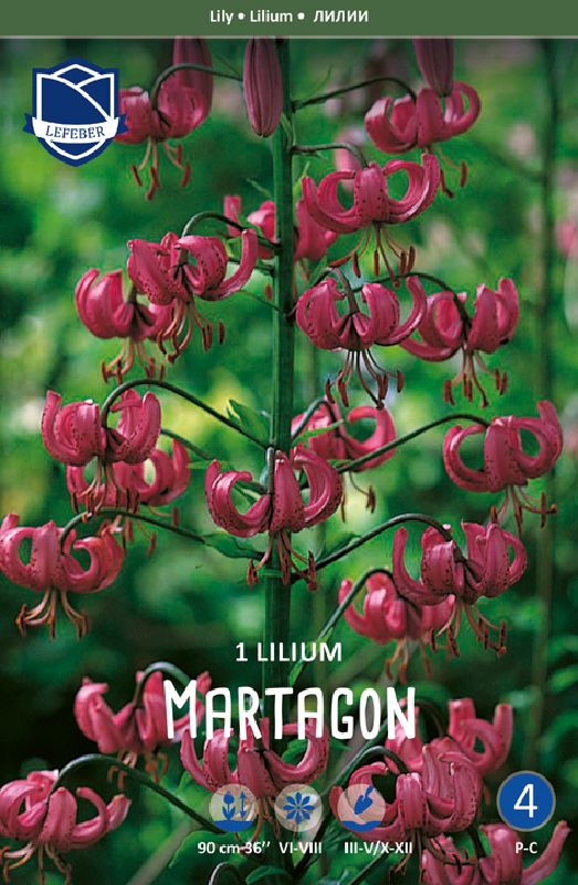 Lilium Martagon