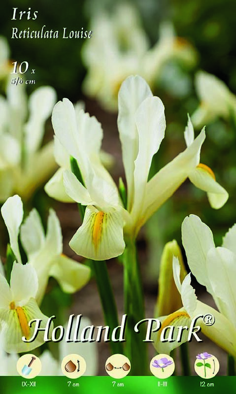 Zwerg-Iris Louise