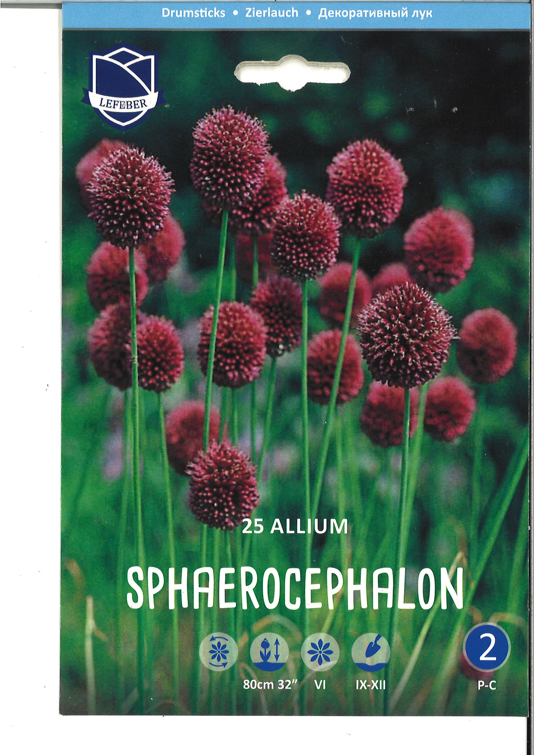 Zierlauch Allium sphaerocephalon