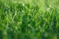 Grüne Grashalme mit Tautropfen in Nahaufnahme