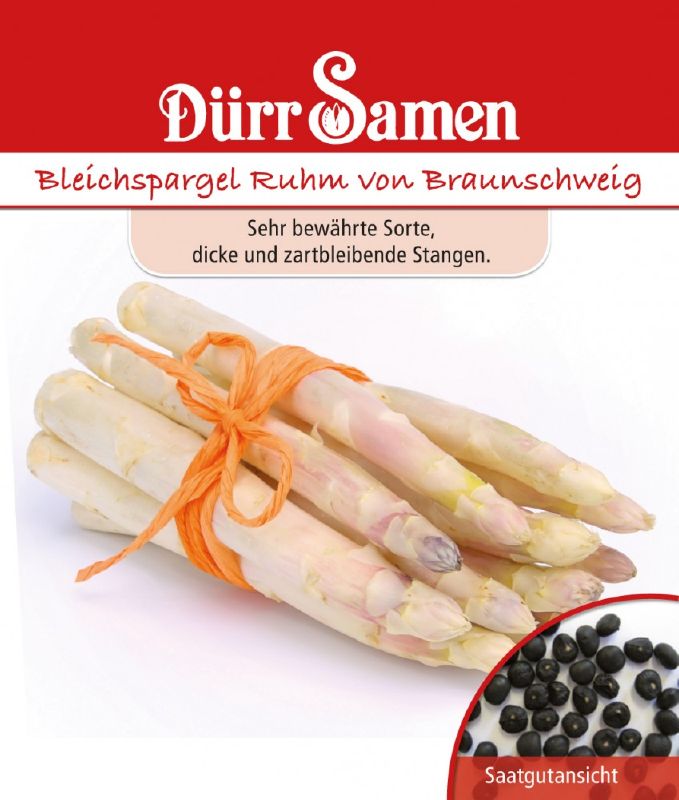 Spargel Ruhm von Braunschweig