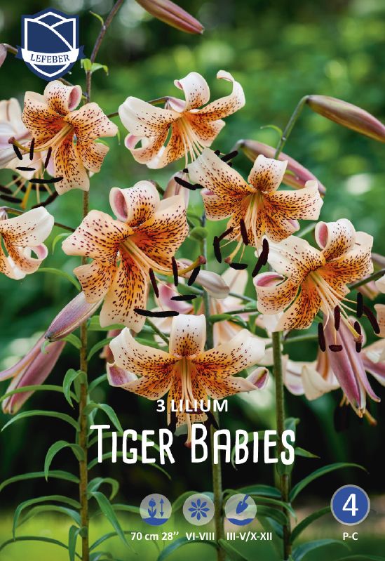 Lilie tigrinum hyb.Tiger Babies 14/16