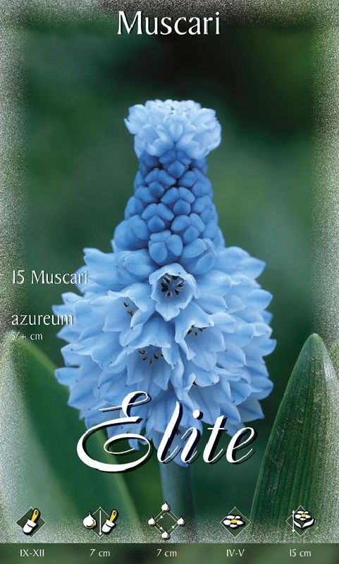 Traubenhyazinthe - Muscari azureum 5/+