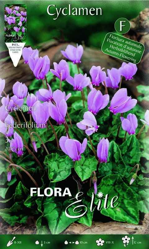 Cyclamen hederifolium 20/25